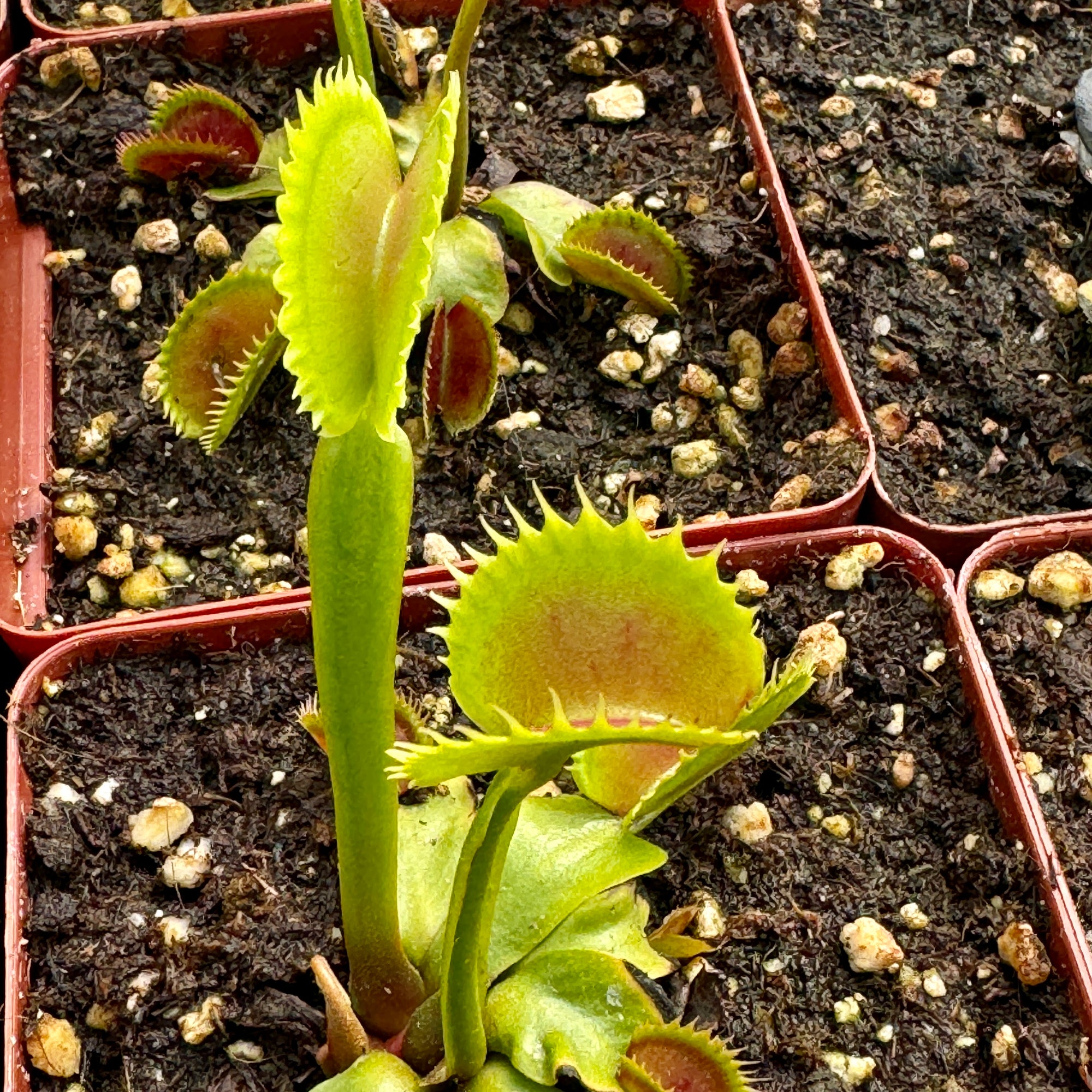 Fly Traps, Mixed Clones, 9cm pot -   - Carnivorous Plant