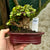 Portulacaria afra "Spekboom" -  PS05, 160mm(L) x 130mm(D) x 150mm(H) - Trees