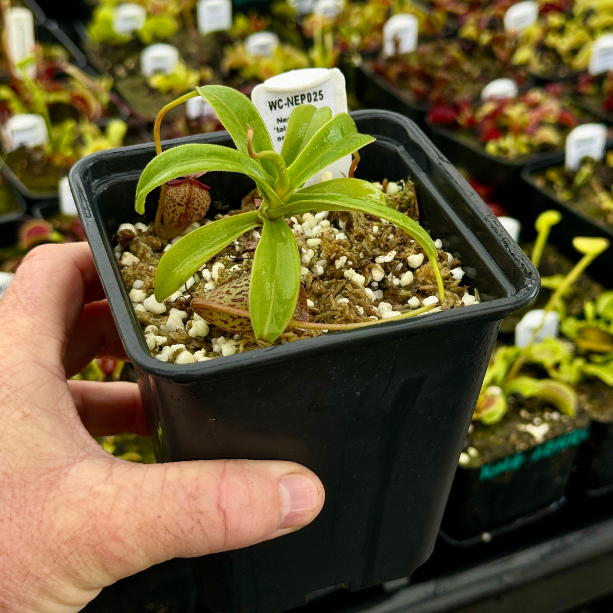 Tropical Pitcher, Nepenthes &#39;talangensis&#39;, seed grown. -   - Carnivorous Plant