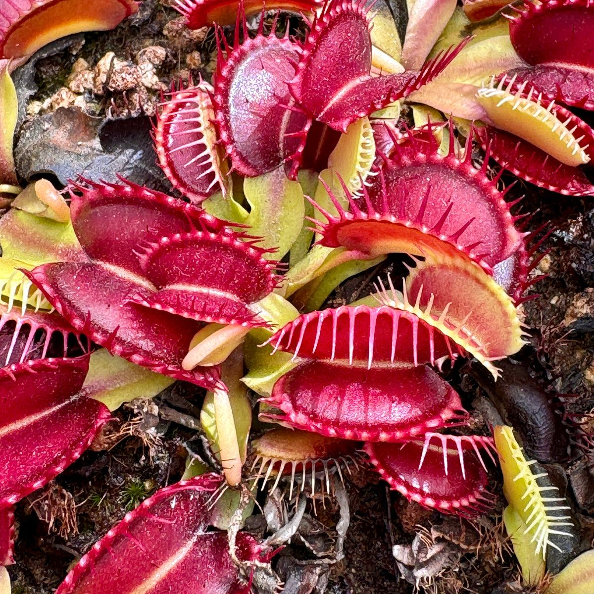 Venus Fly Trap, &#39;Quasar.&#39; Special Import. -   - Carnivorous Plant