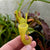 Tropical Pitcher, Nepenthes 'jamban x dubia’ -   - Carnivorous Plant