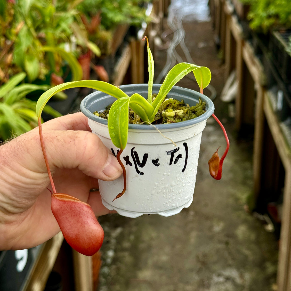 Tropical Pitcher, Nepenthes &#39;ventricosa x (ventricosa x trusmadiensis)&#39; -   - Carnivorous Plant