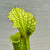 Trumpet Pitcher, Sarracenia mixed hybrids, seed grown - - Carnivorous Plant