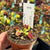 Venus Fly Trap, 'Periscope.' Special Import. -  2 year old plant. 7.5cm plastic container. - Carnivorous Plant