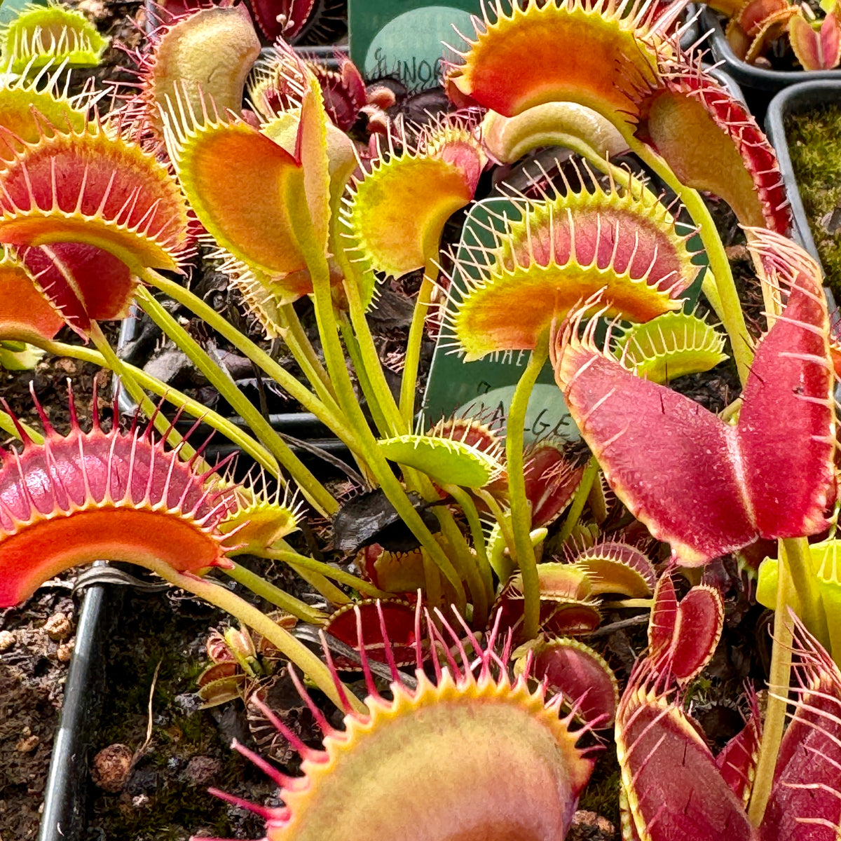 Venus Fly Trap, &#39;Large Erect Pink Trap.&#39; Special Import. -   - Carnivorous Plant