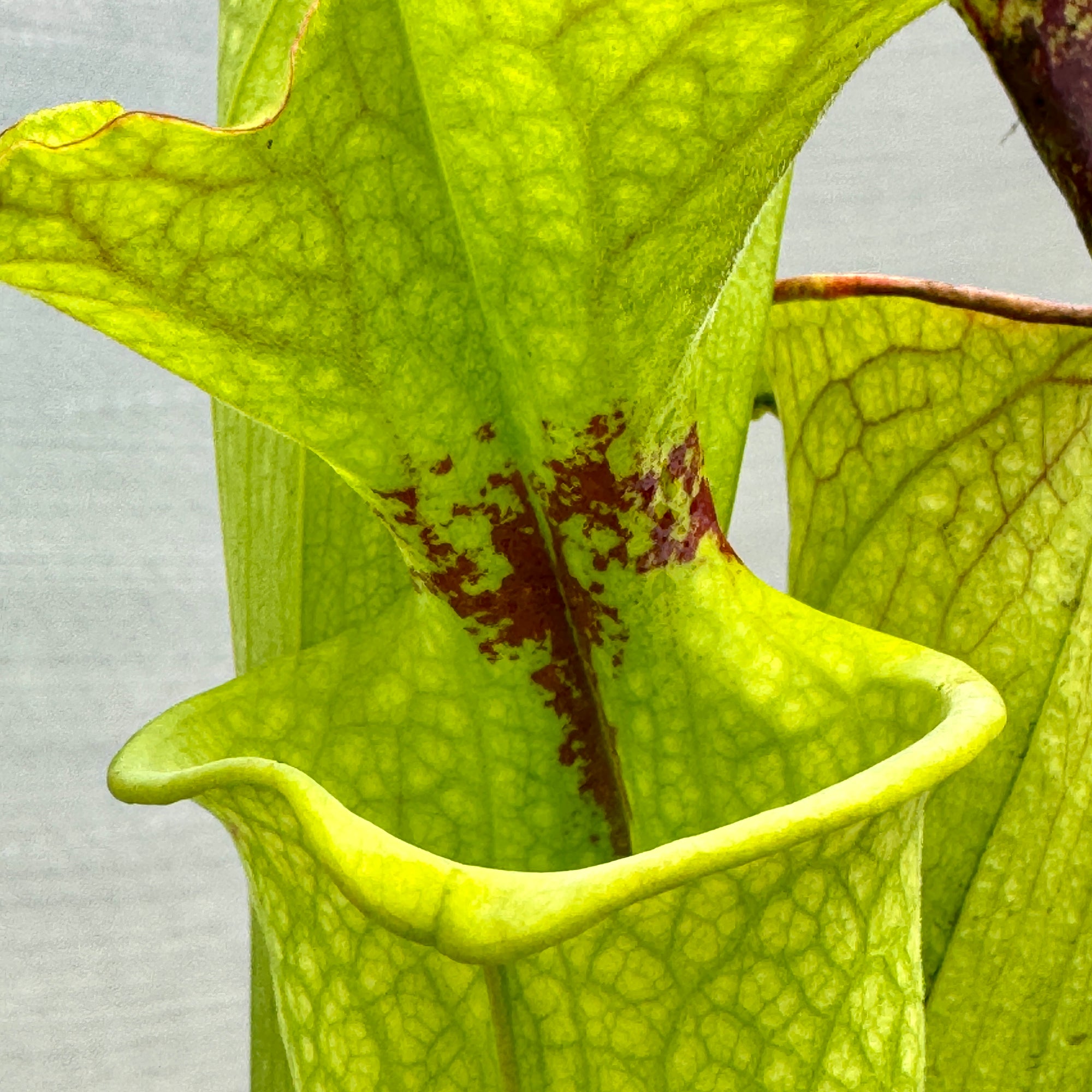 Trumpet Pitcher, Sarracenia mixed hybrids, seed grown - - Carnivorous Plant