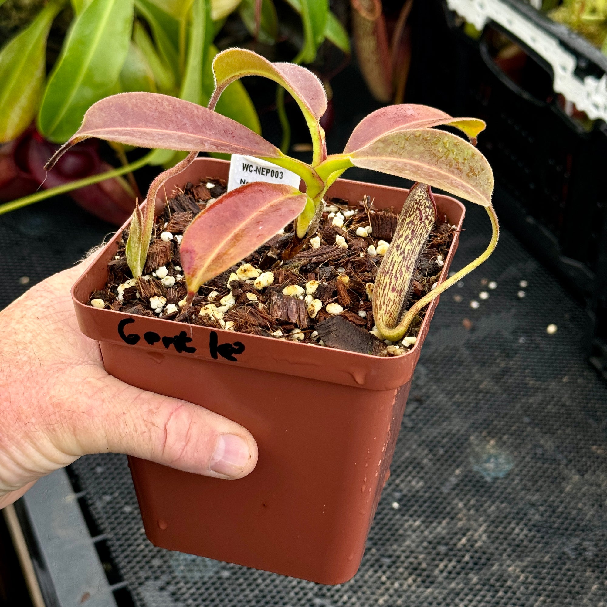 Tropical Pitcher, Nepenthes 'Gentle' -   - Carnivorous Plant