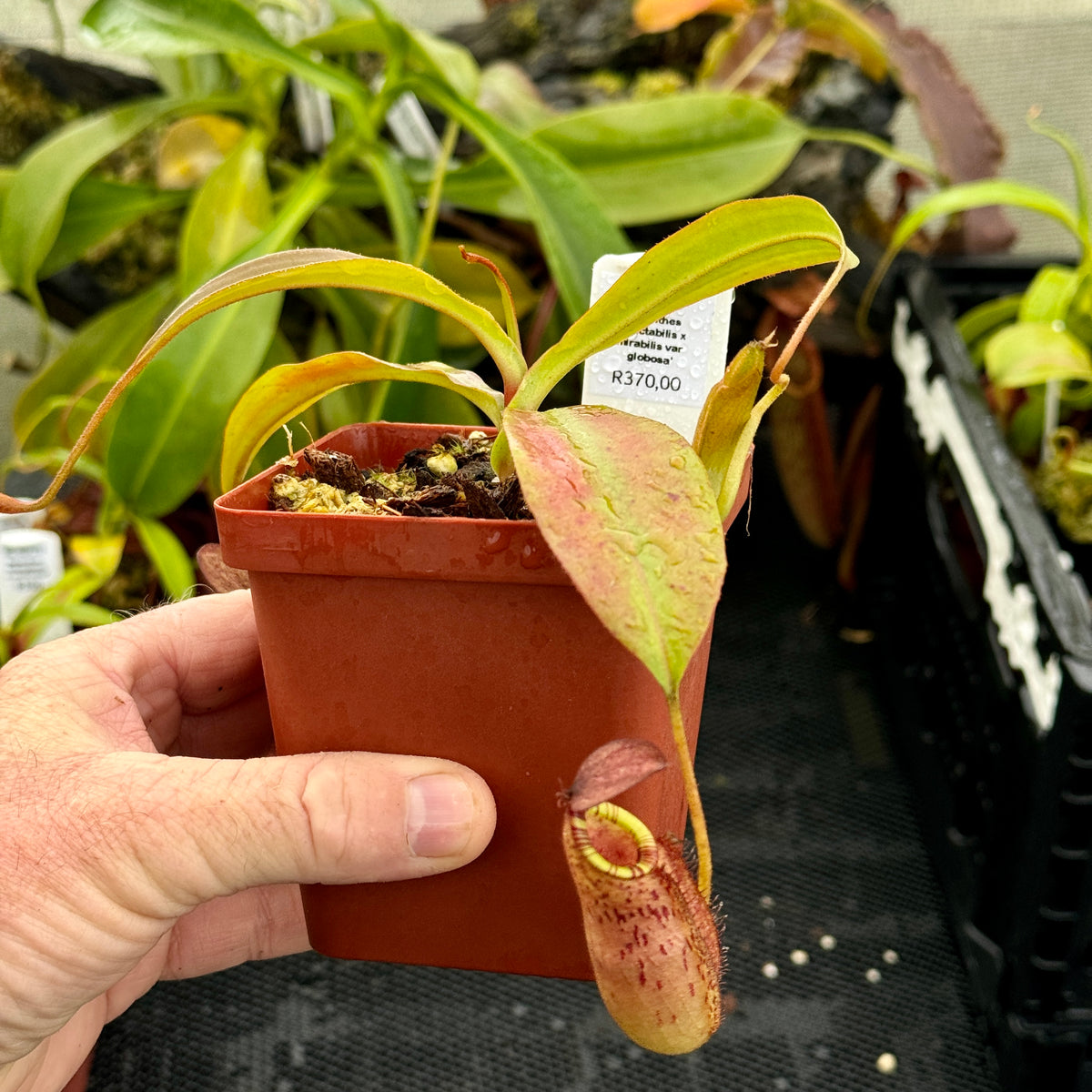 Tropical Pitcher, Nepenthes &#39;spectabilis x mirabilis var globosa&#39;, BE-3909 -   - Carnivorous Plant