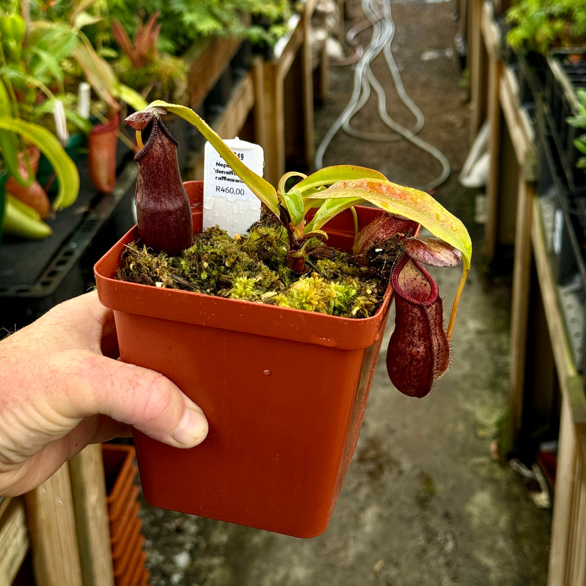 Tropical Pitcher, Nepenthes &#39;densiflora x rafflesiana&#39;, BE-3719 -   - Carnivorous Plant