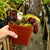 Tropical Pitcher, Nepenthes 'densiflora x rafflesiana', BE-3719 -   - Carnivorous Plant