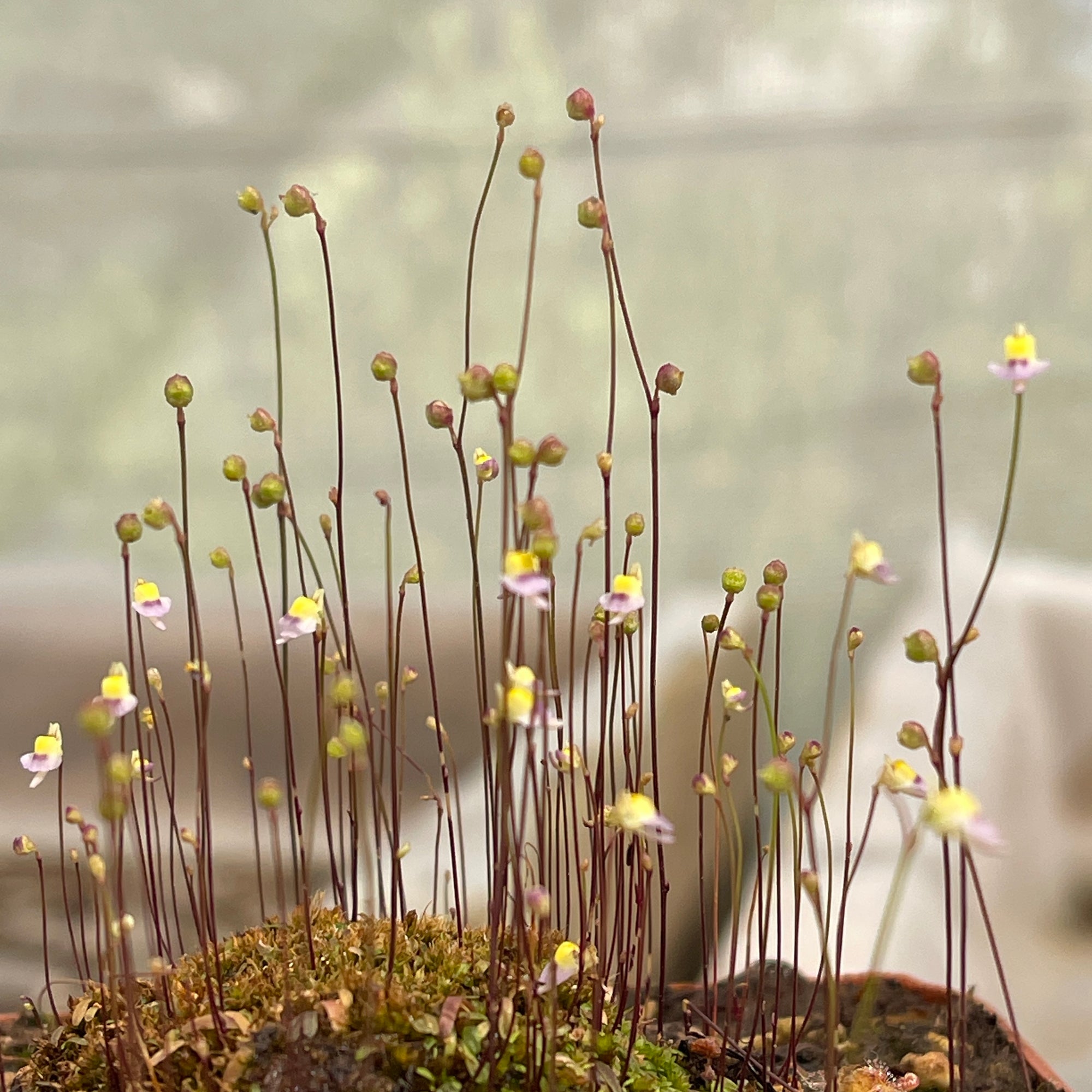 Bladderwort, Utricularia bisquamata -   - Carnivorous Plant