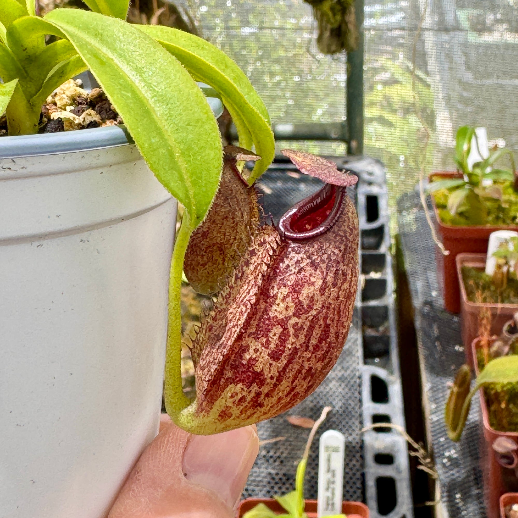 Tropical Pitcher, Nepenthes 'aristolochioides x ventricosa,' BE-3447 - - Carnivorous Plant