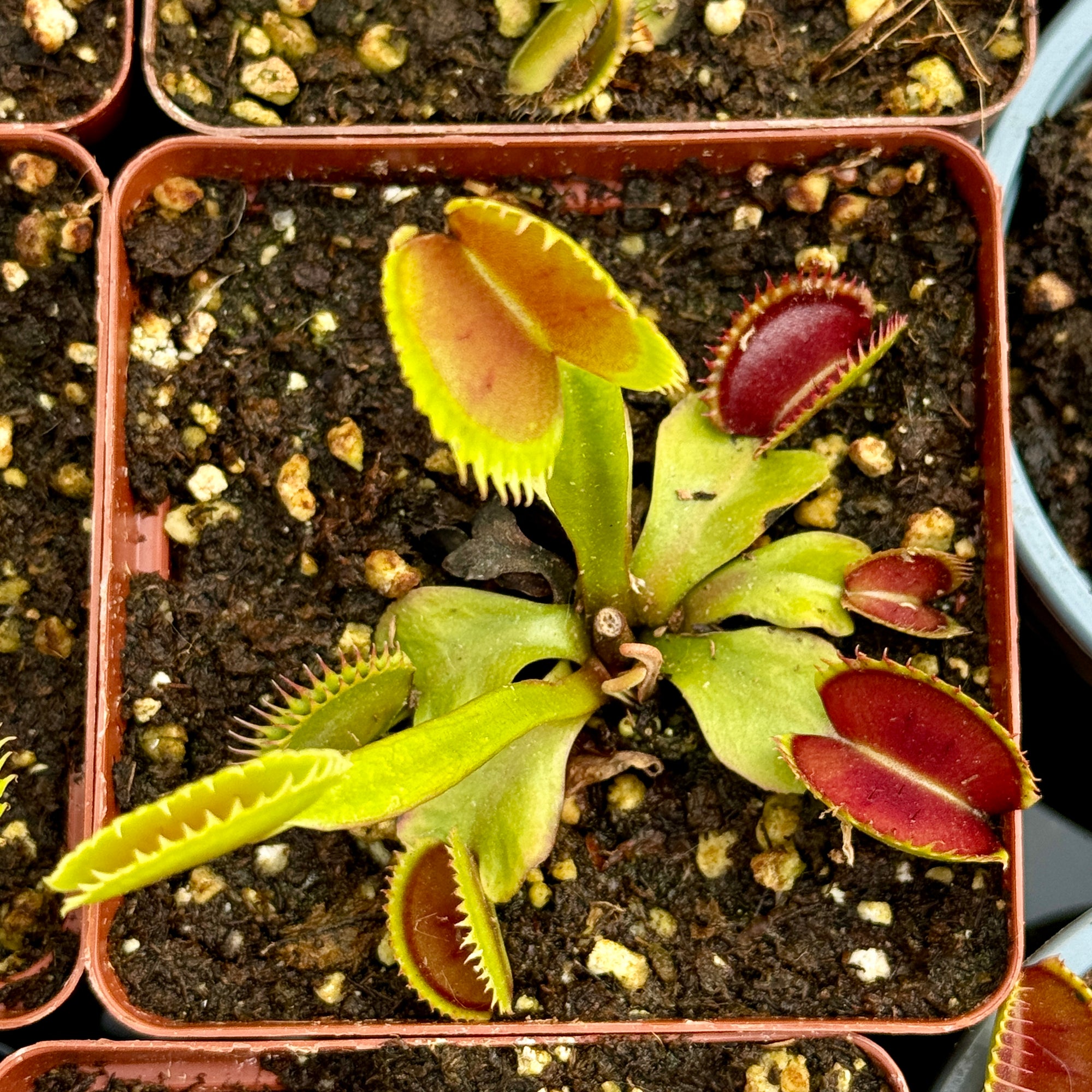 Fly Traps, Mixed Clones, 9cm pot -   - Carnivorous Plant