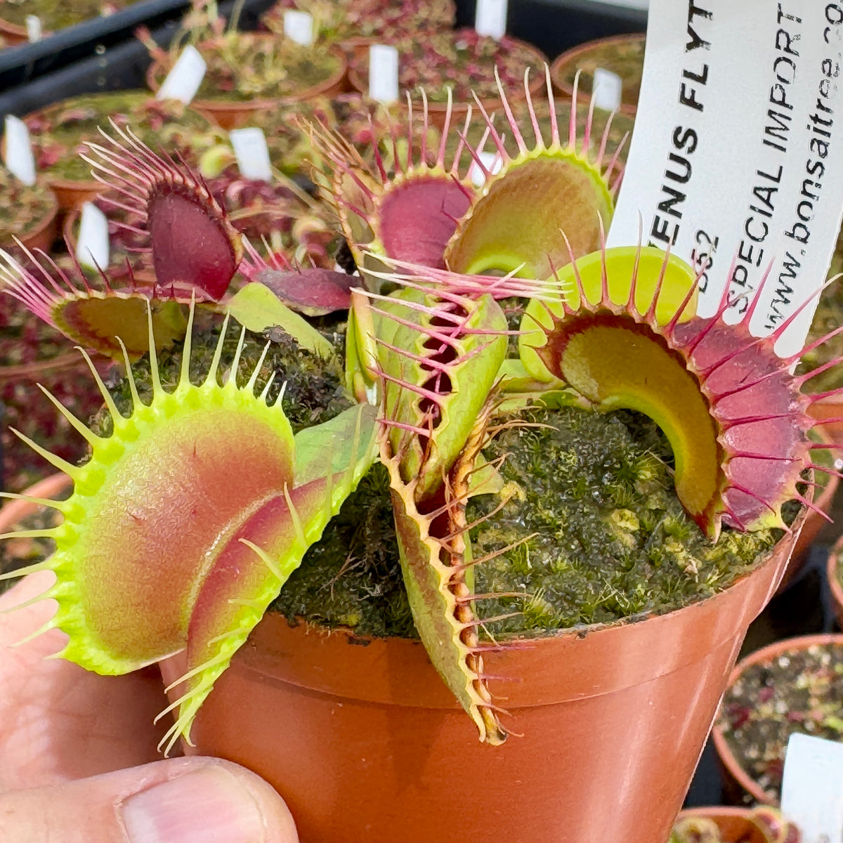 Venus Fly Trap, &#39;B52.&#39; Special Import. - - Carnivorous Plant