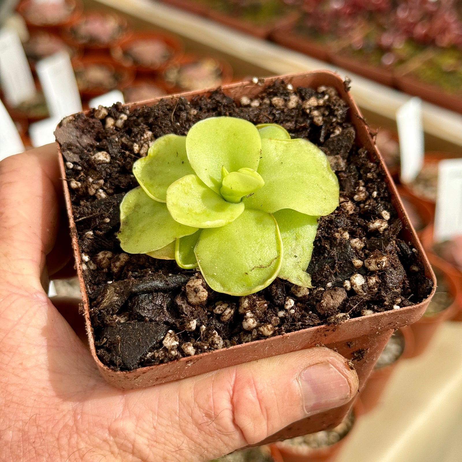 Butterwort, Pinguicula 'Tina' -   - Carnivorous Plant