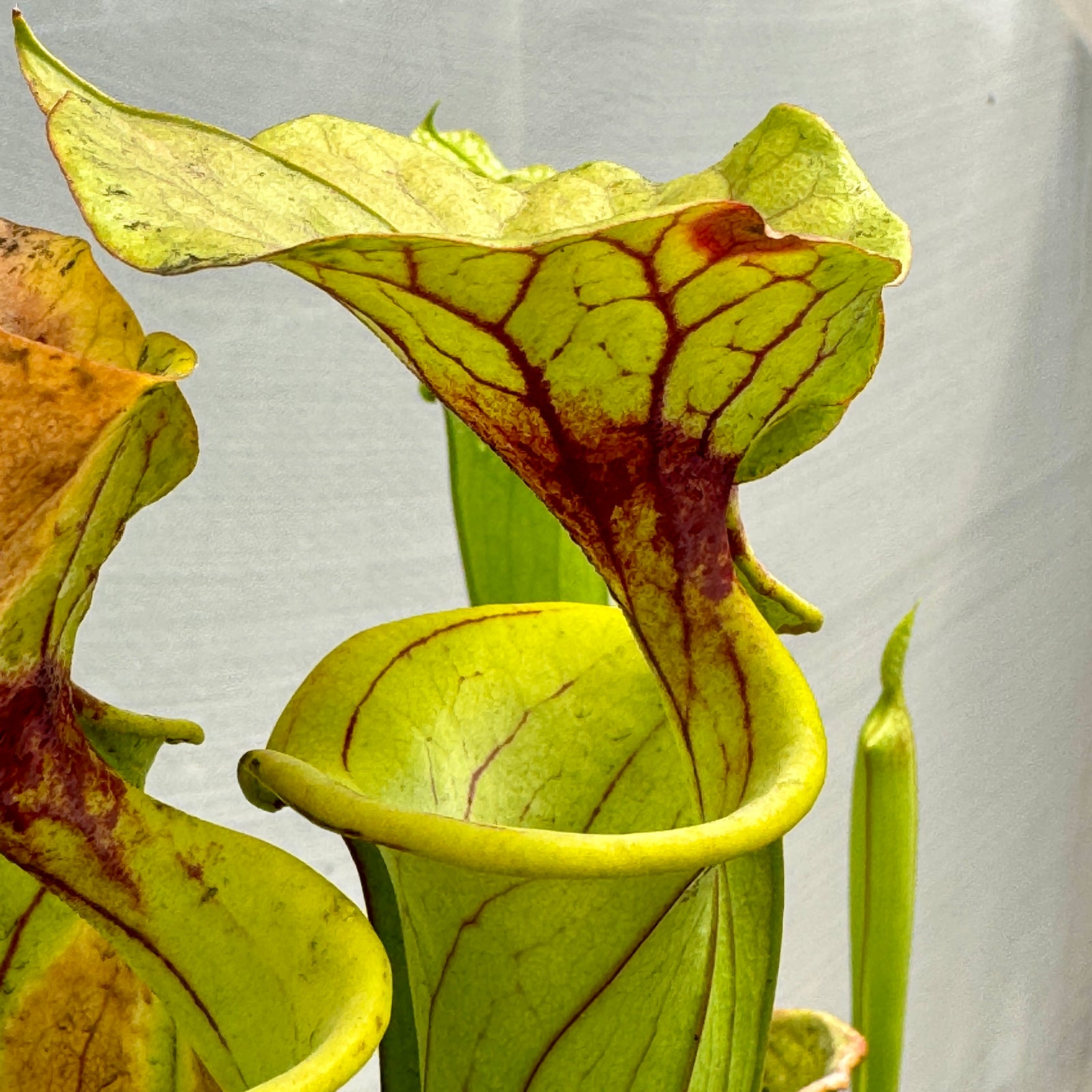 Trumpet Pitcher, Sarracenia mixed hybrids, seed grown - - Carnivorous Plant