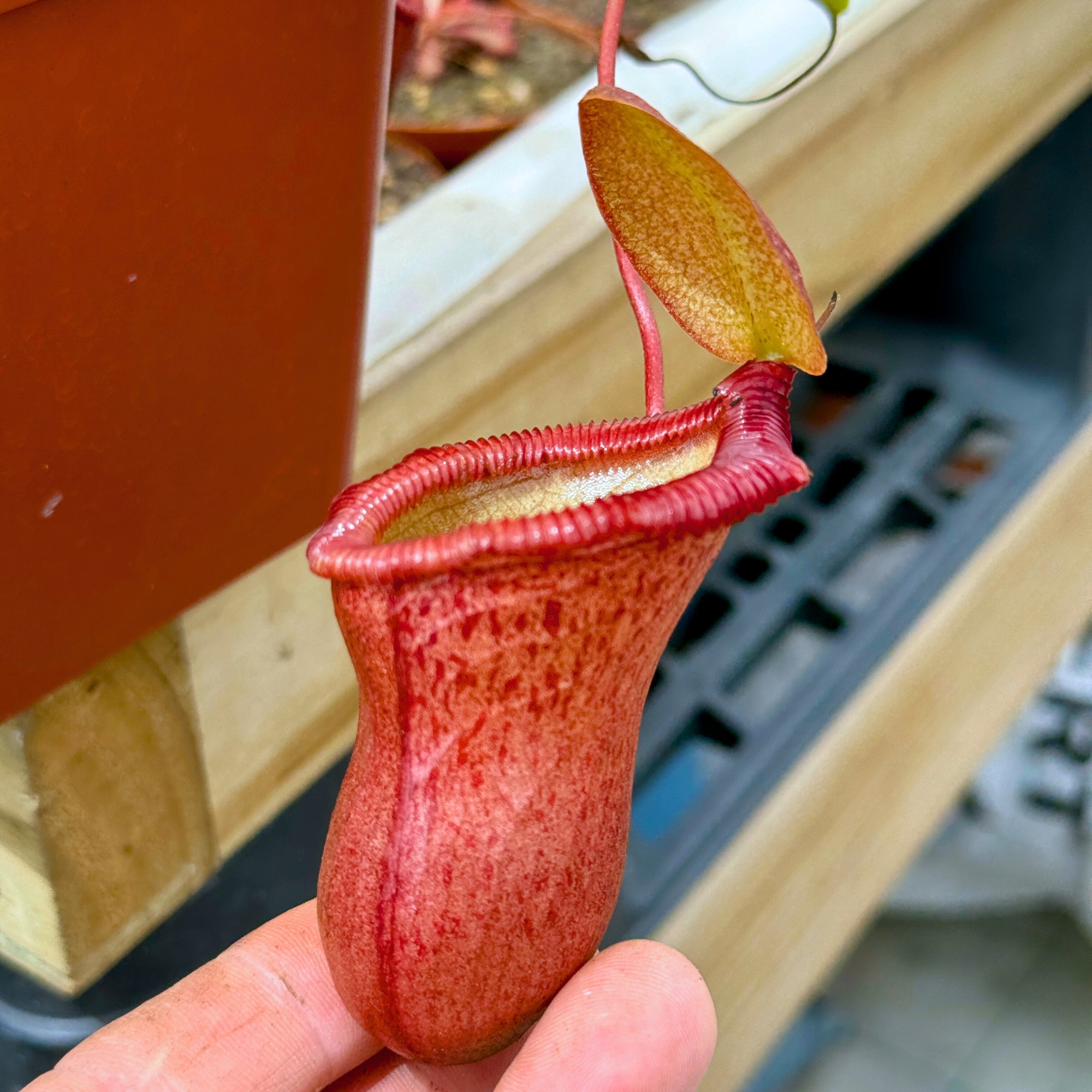 Tropical Pitcher, Nepenthes 'ventricosa x (ventricosa x trusmadiensis)' -   - Carnivorous Plant