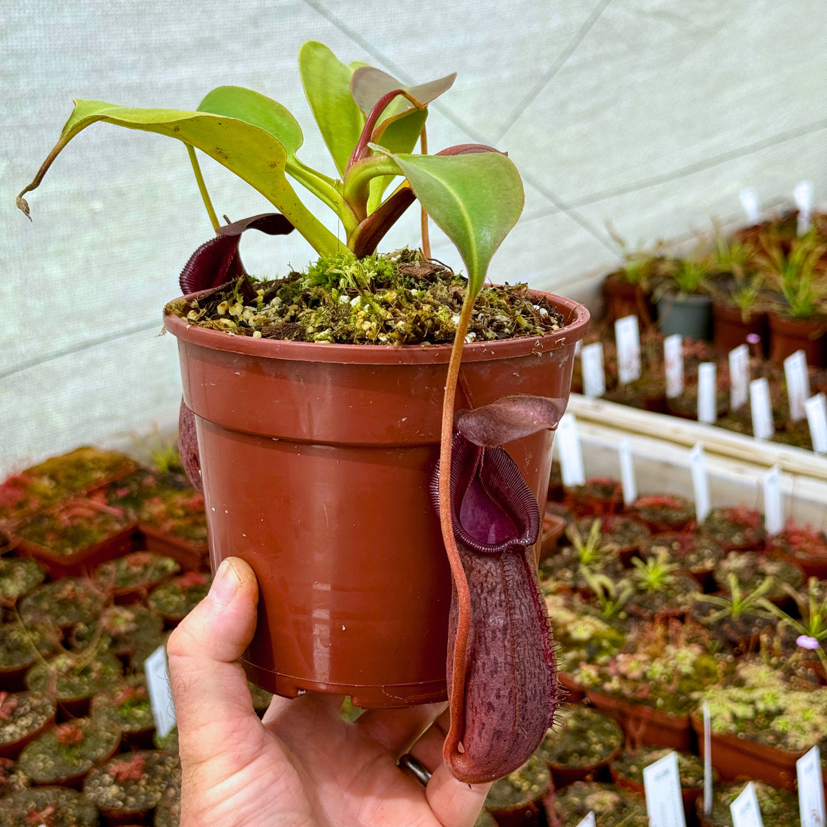 Tropical Pitcher, Nepenthes &#39;robcantleyi x (aristolochioides x spectabilis)&#39; BE-3966 -   - Carnivorous Plant