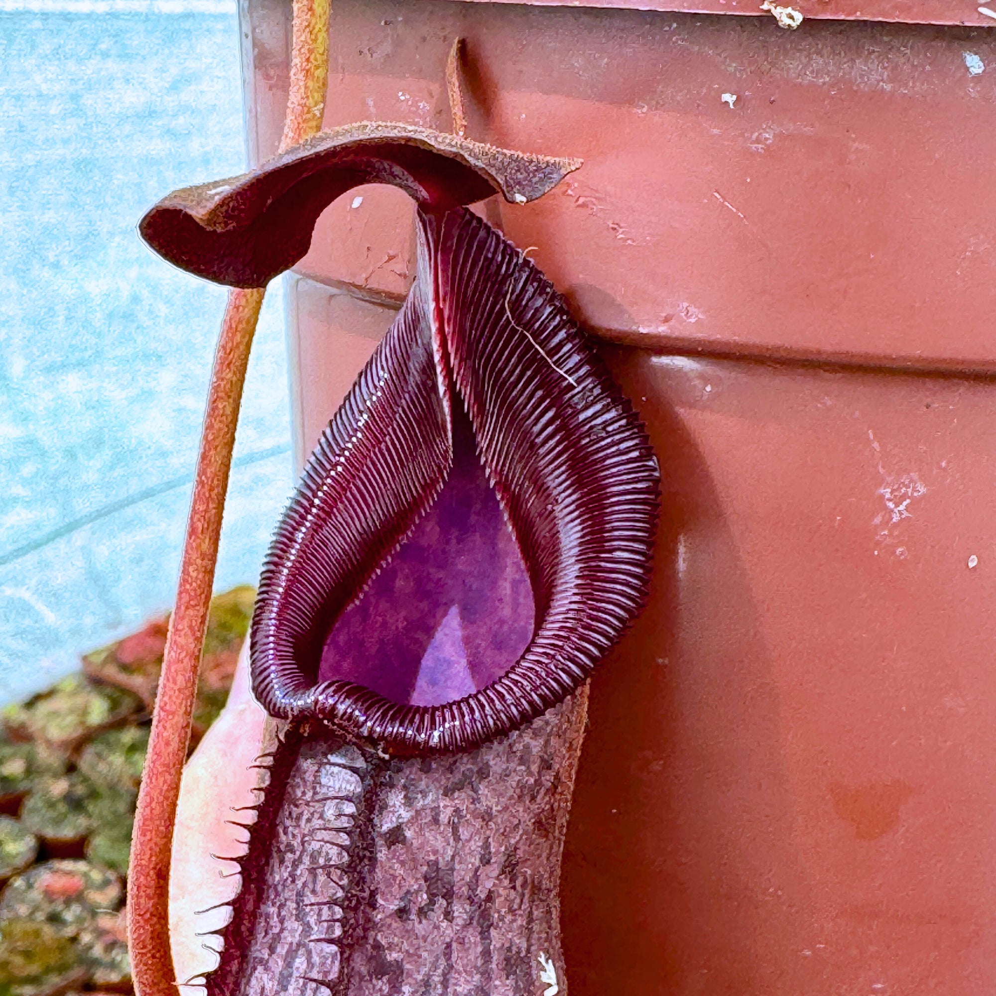 Tropical Pitcher, Nepenthes 'robcantleyi x (aristolochioides x spectabilis)' BE-3966 -   - Carnivorous Plant