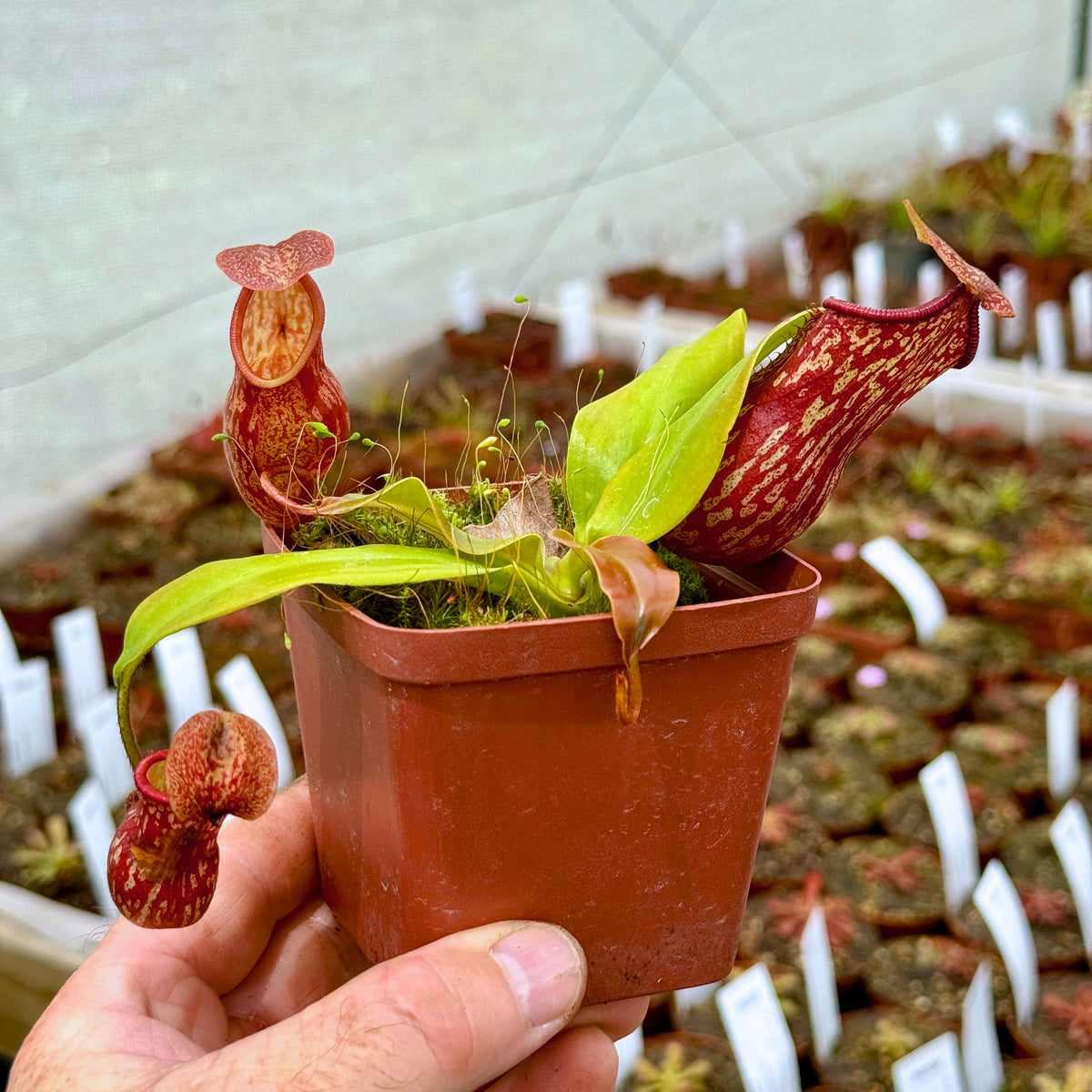 Tropical Pitcher, Nepenthes &#39;Gaya&#39; -   - Carnivorous Plant