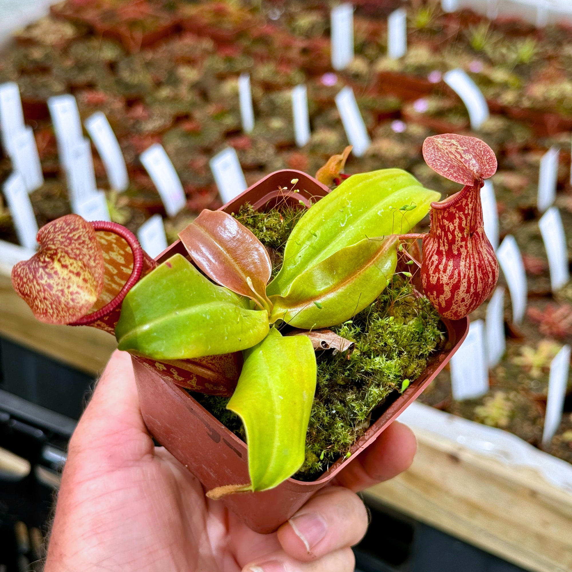 Tropical Pitcher, Nepenthes 'Gaya' -   - Carnivorous Plant