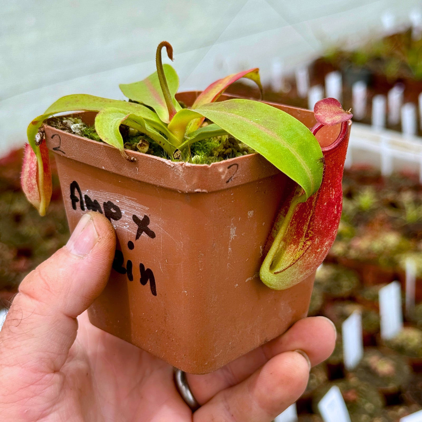 Tropical Pitcher, Nepenthes 'ampullaria x reinwardtiana', BE-3938 -   - Carnivorous Plant