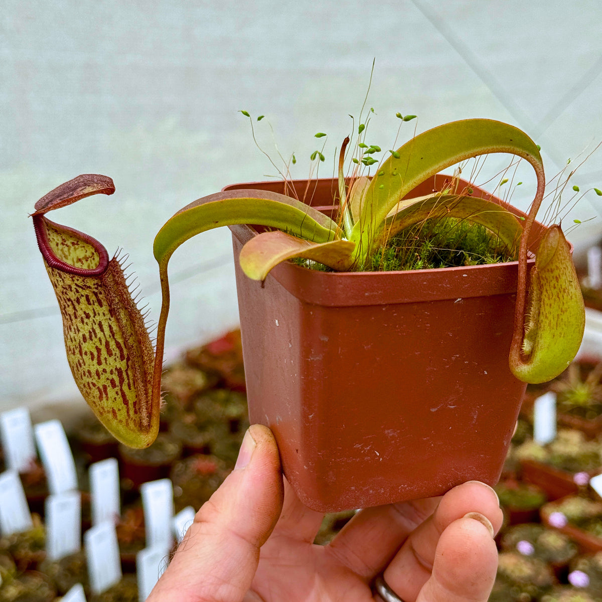 Tropical Pitcher, Nepenthes &#39;Miranda&#39; -   - Carnivorous Plant