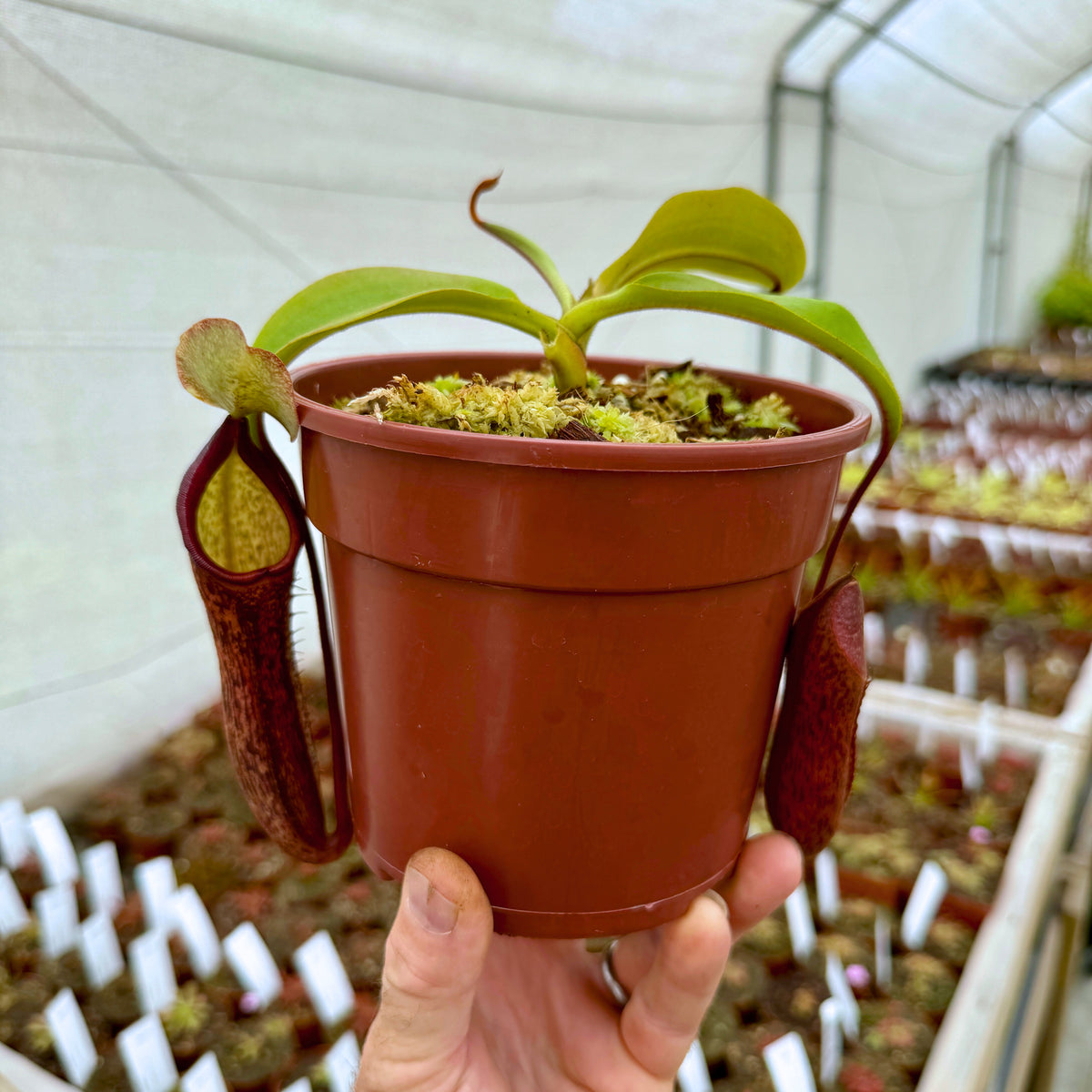 Tropical Pitcher, Nepenthes &#39;spathulata x mira x Bill Bailey&#39; -   - Carnivorous Plant