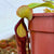 Tropical Pitcher, Nepenthes 'spathulata x mira x Bill Bailey' -   - Carnivorous Plant