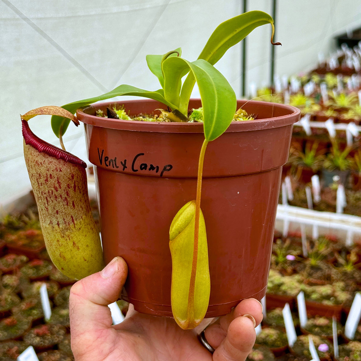 Tropical Pitcher, Nepenthes &#39;ventricosa x campanulata&#39; -   - Carnivorous Plant