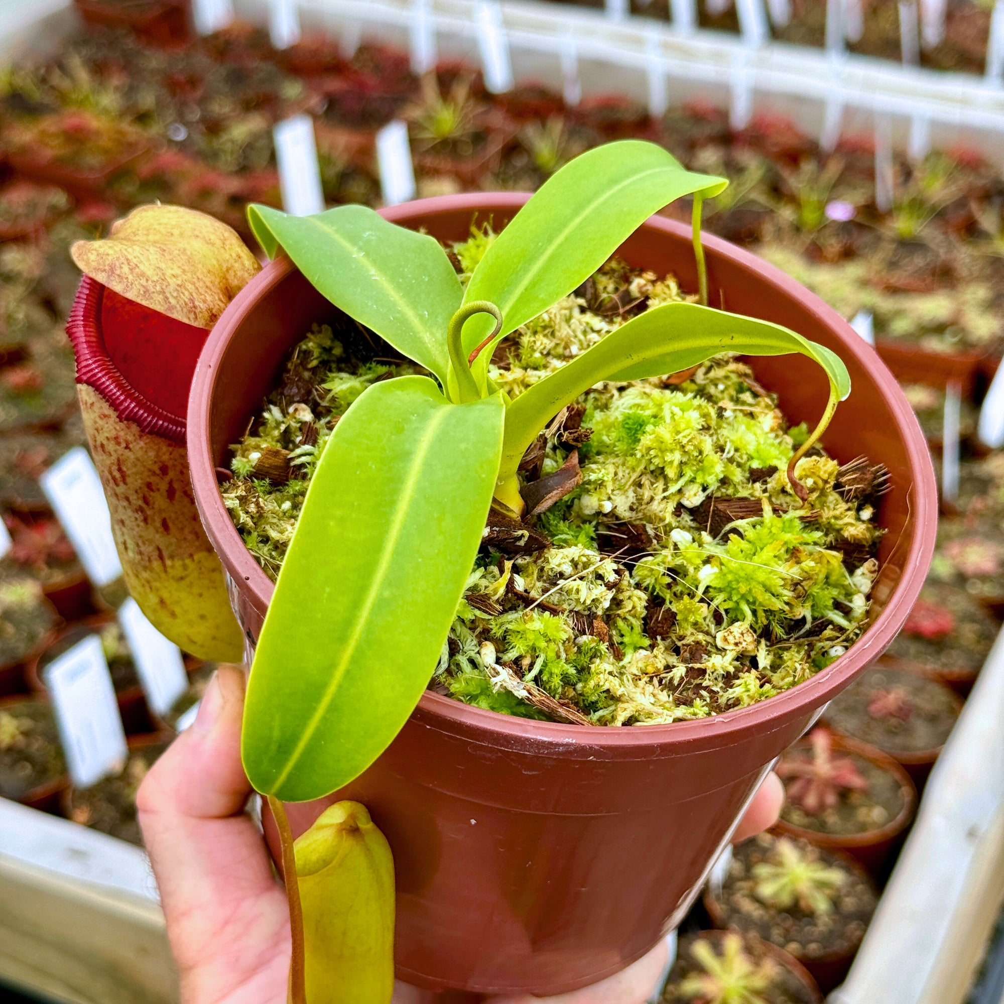 Tropical Pitcher, Nepenthes 'ventricosa x campanulata' -   - Carnivorous Plant