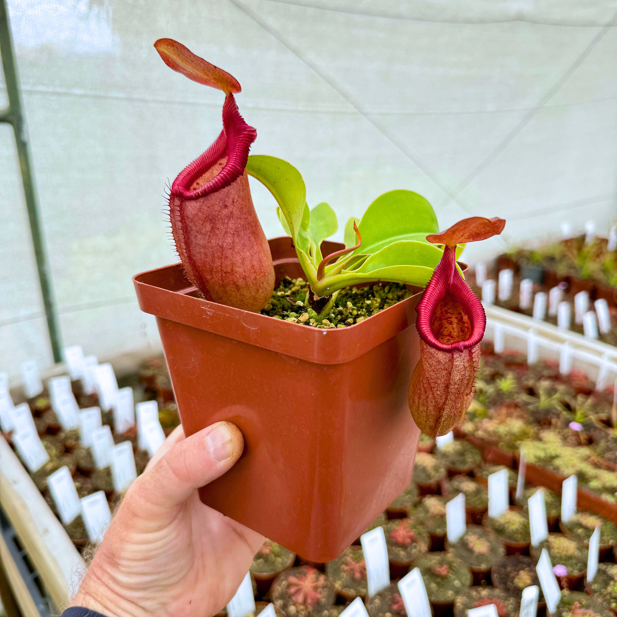 Tropical Pitcher, Nepenthes &#39;robcantleyi x (sibuyanensis x ventricosa),&#39; BE-3748 -   - Carnivorous Plant