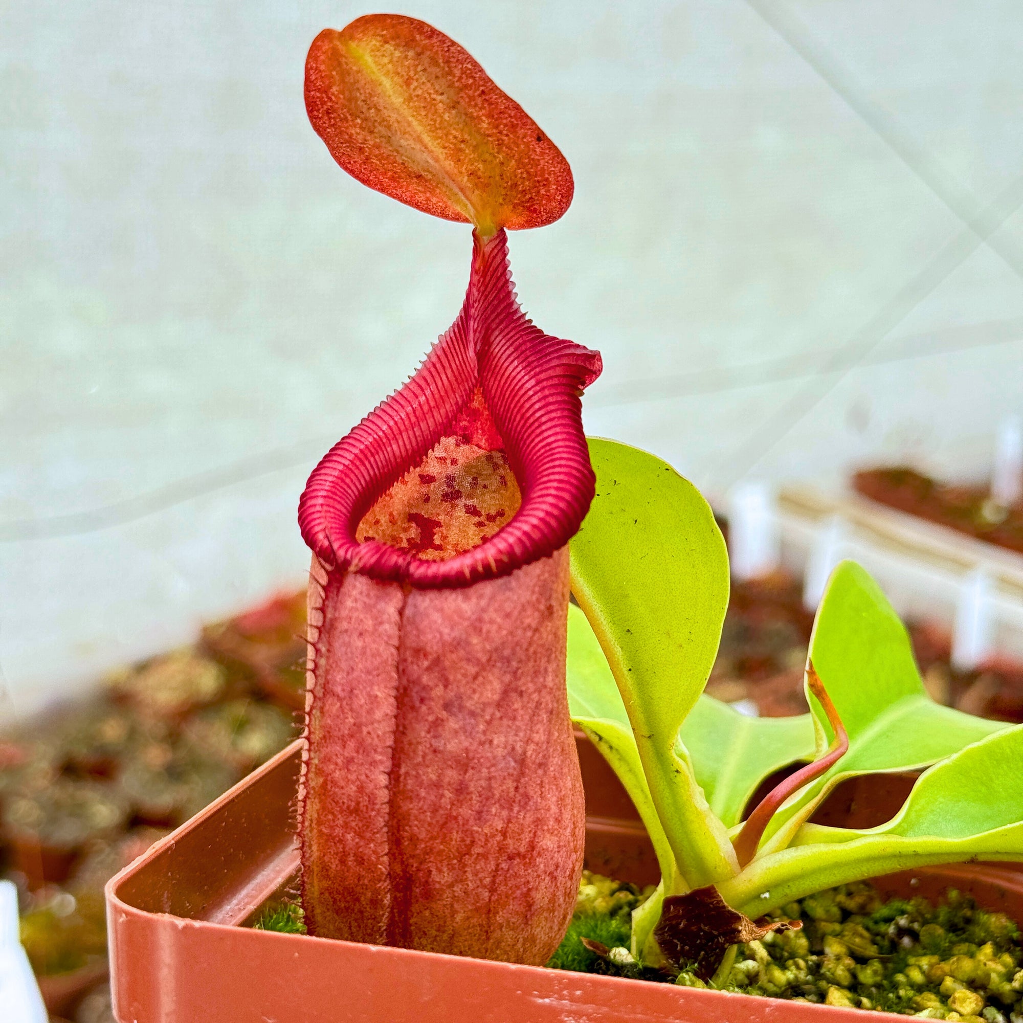 Tropical Pitcher, Nepenthes 'robcantleyi x (sibuyanensis x ventricosa),' BE-3748 -   - Carnivorous Plant