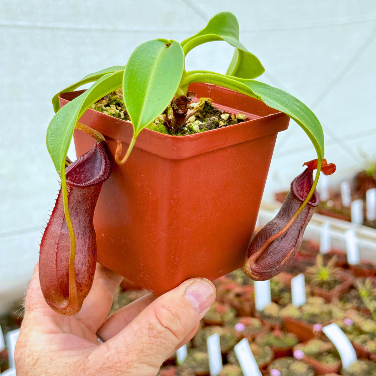 Tropical Pitcher, Nepenthes &#39;(singalana x ventricosa) x robcantleyi,&#39; BE-3965 -   - Carnivorous Plant