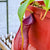 Tropical Pitcher, Nepenthes '(singalana x ventricosa) x robcantleyi,' BE-3965 -   - Carnivorous Plant