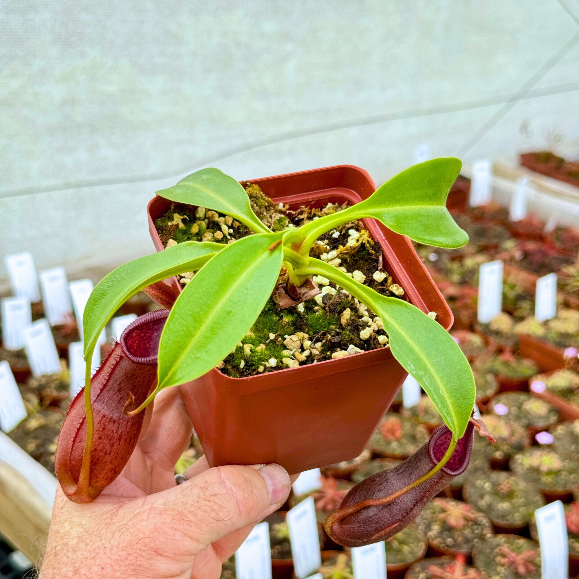 Tropical Pitcher, Nepenthes '(singalana x ventricosa) x robcantleyi,' BE-3965 -   - Carnivorous Plant