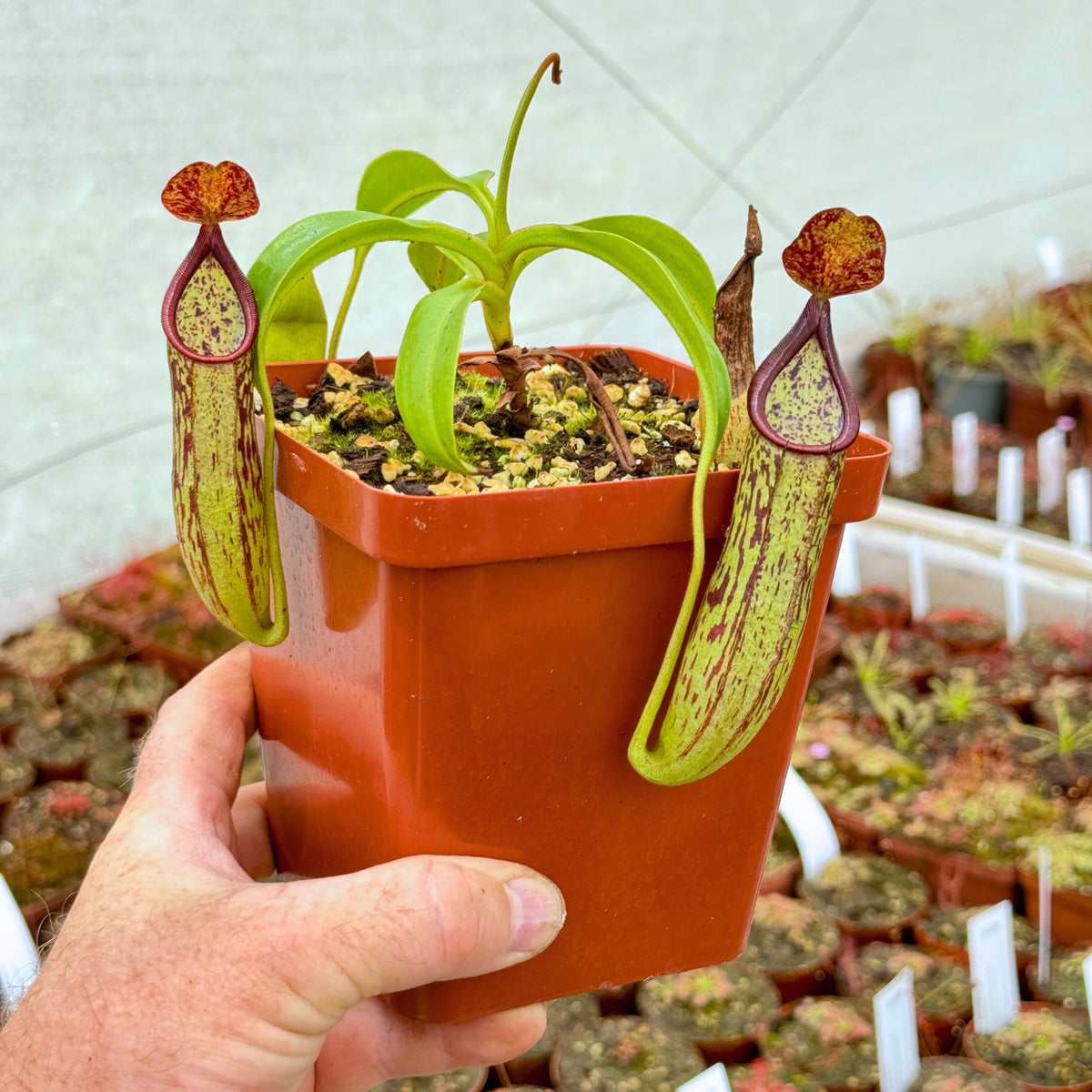 Tropical Pitcher, Nepenthes &#39;copelandii&#39; -   - Carnivorous Plant