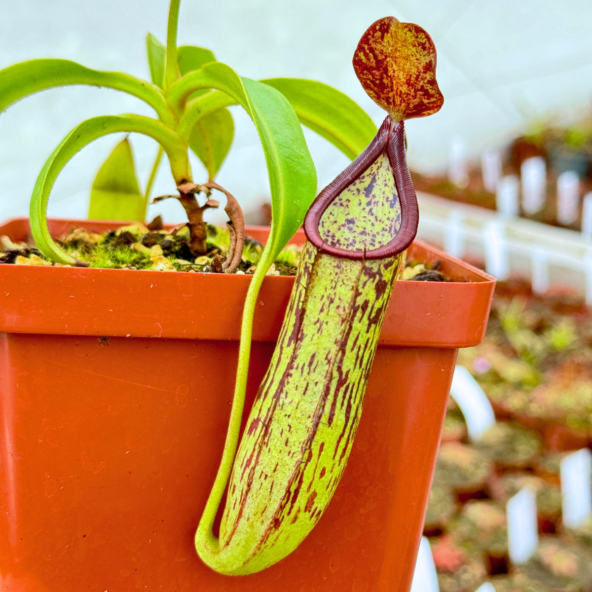 Tropical Pitcher, Nepenthes 'copelandii' - Bonsai Tree (Pty) Ltd.