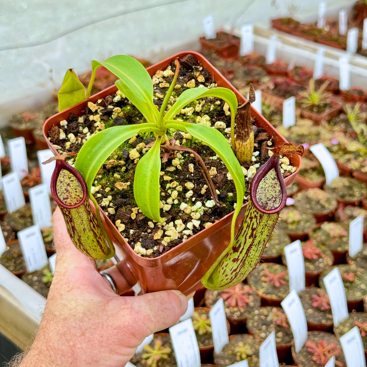 Tropical Pitcher, Nepenthes 'copelandii' - Bonsai Tree (Pty) Ltd.