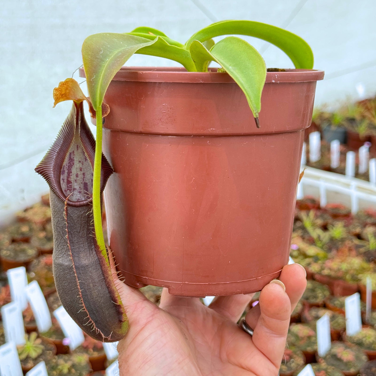 Tropical Pitcher, Nepenthes 'spathulata x singalana' -   - Carnivorous Plant