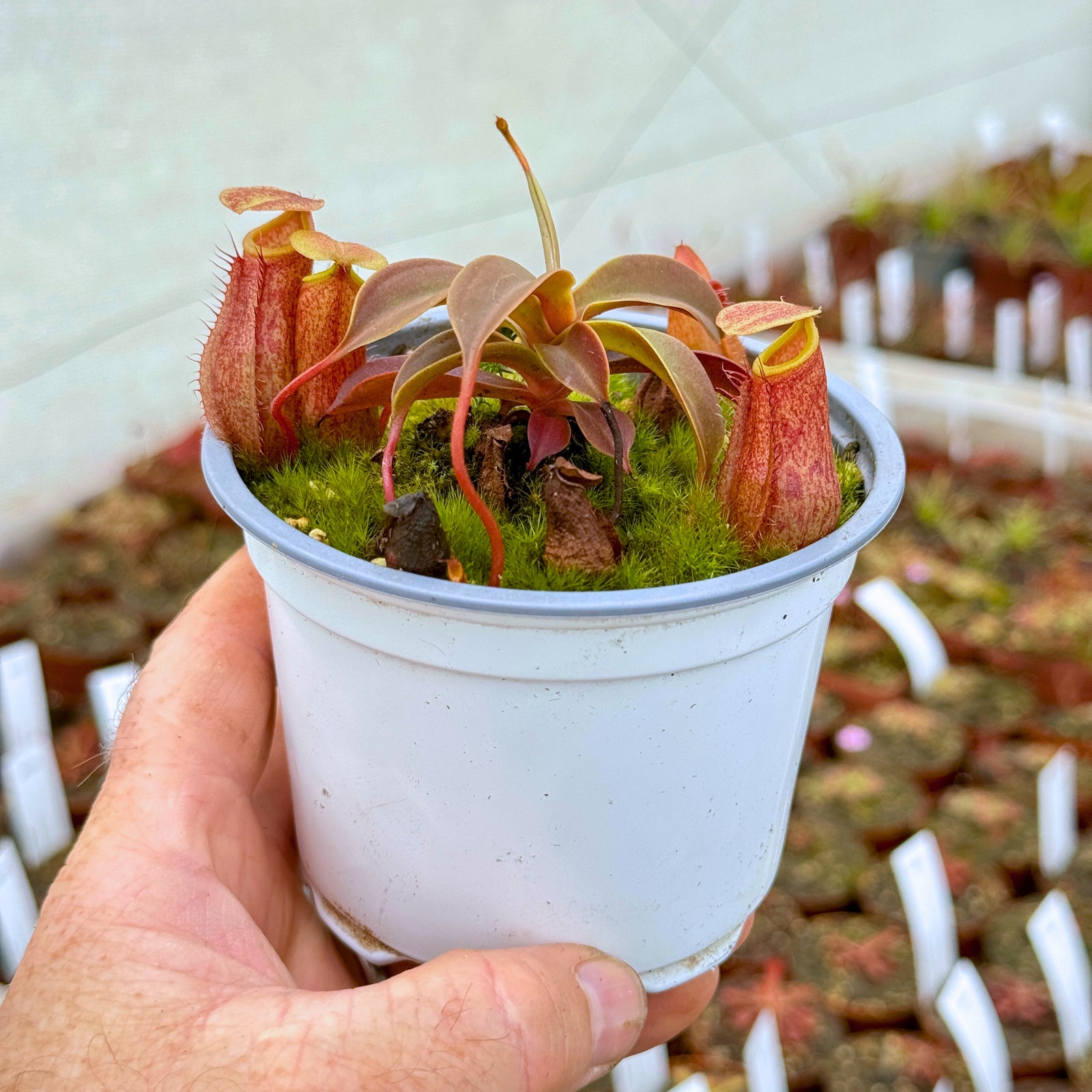 Tropical Pitcher, Nepenthes 'rokko x (ventricosa x sibuyanensis),’ hybrid #3 - - Carnivorous Plant