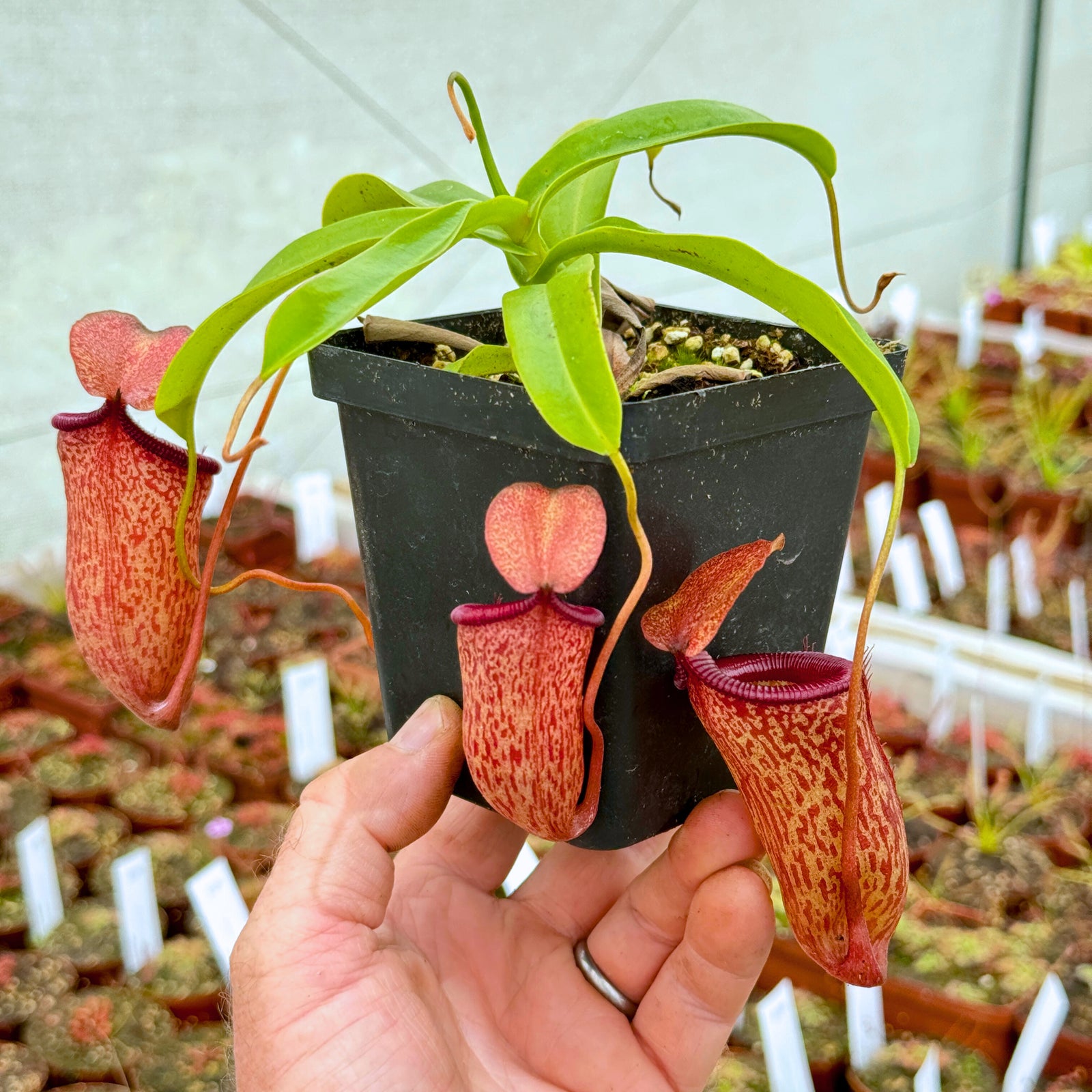 Tropical Pitcher, Nepenthes 'talagensis x ventricosa' -   - Carnivorous Plant