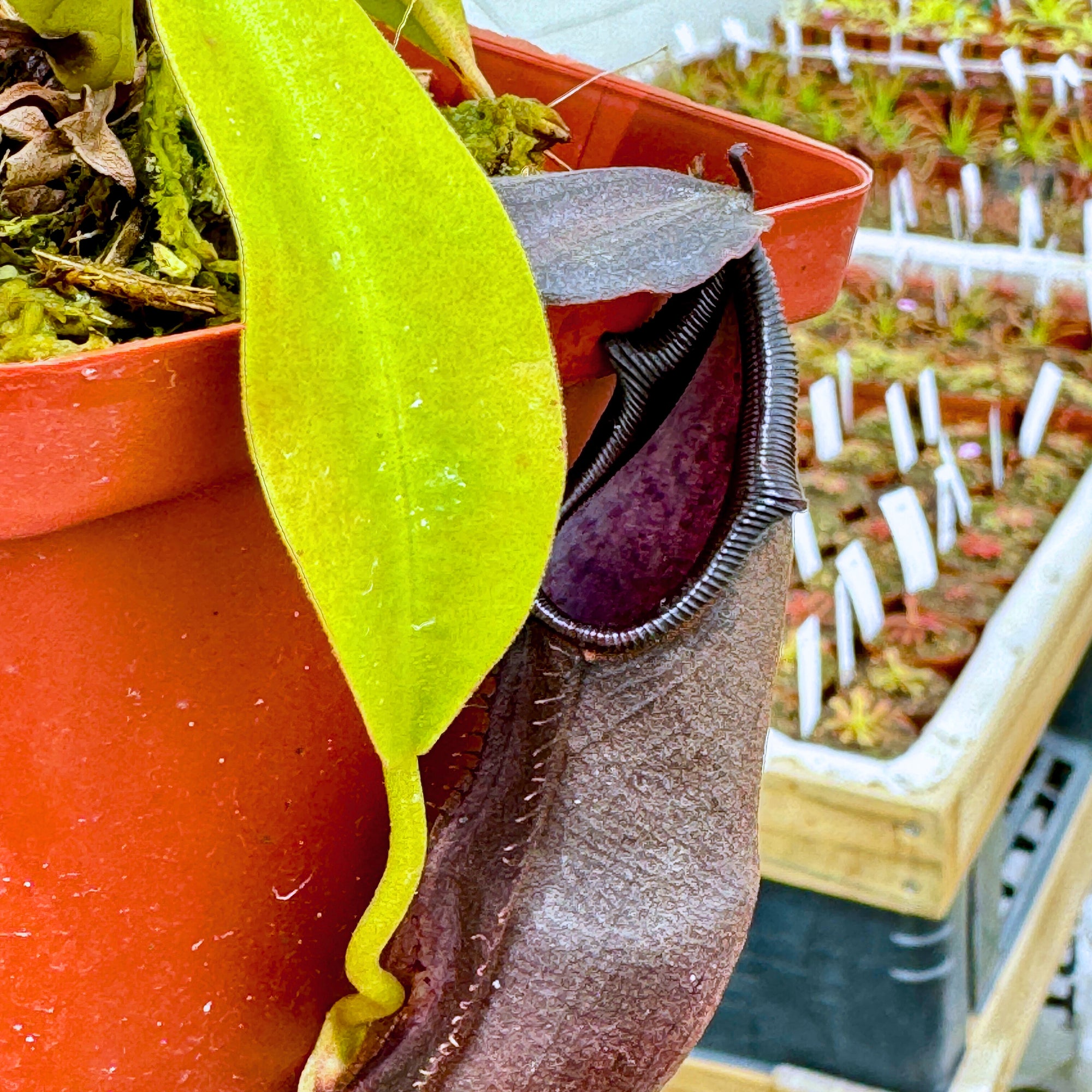 Tropical Pitcher, Nepenthes 'Bongso,' seed grown. - - Carnivorous Plant