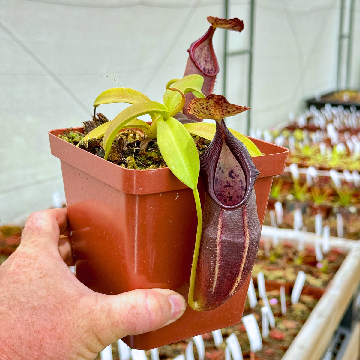 Tropical Pitcher, Nepenthes &#39;Bongso,&#39; seed grown. - Medium plant in 12cm plastic pot - Carnivorous Plant