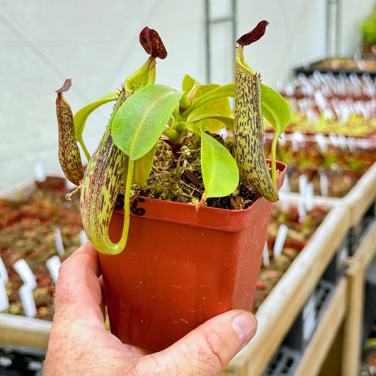 Tropical Pitcher, Nepenthes 'Zakariena,' seed grown. - Small plant in 9cm plastic pot - Carnivorous Plant