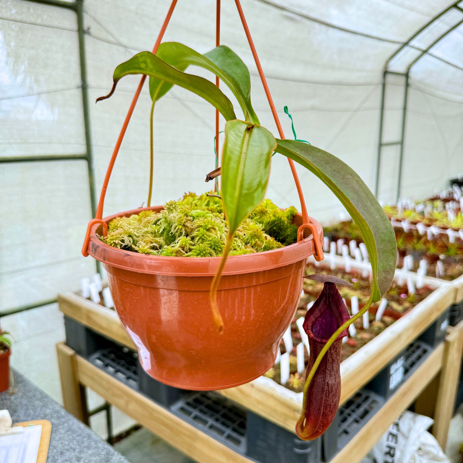 Tropical Pitcher, Nepenthes '(maxima x thorelii) x trusmadiensis' -  Older plant in 21cm hanging basket - Carnivorous Plant