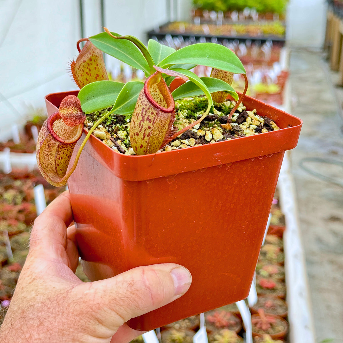 Tropical Pitcher, Nepenthes &#39;talangensis x sibuyanensis,&#39; BE-3641 -  Medium plant in 12cm plastic pot - Carnivorous Plant