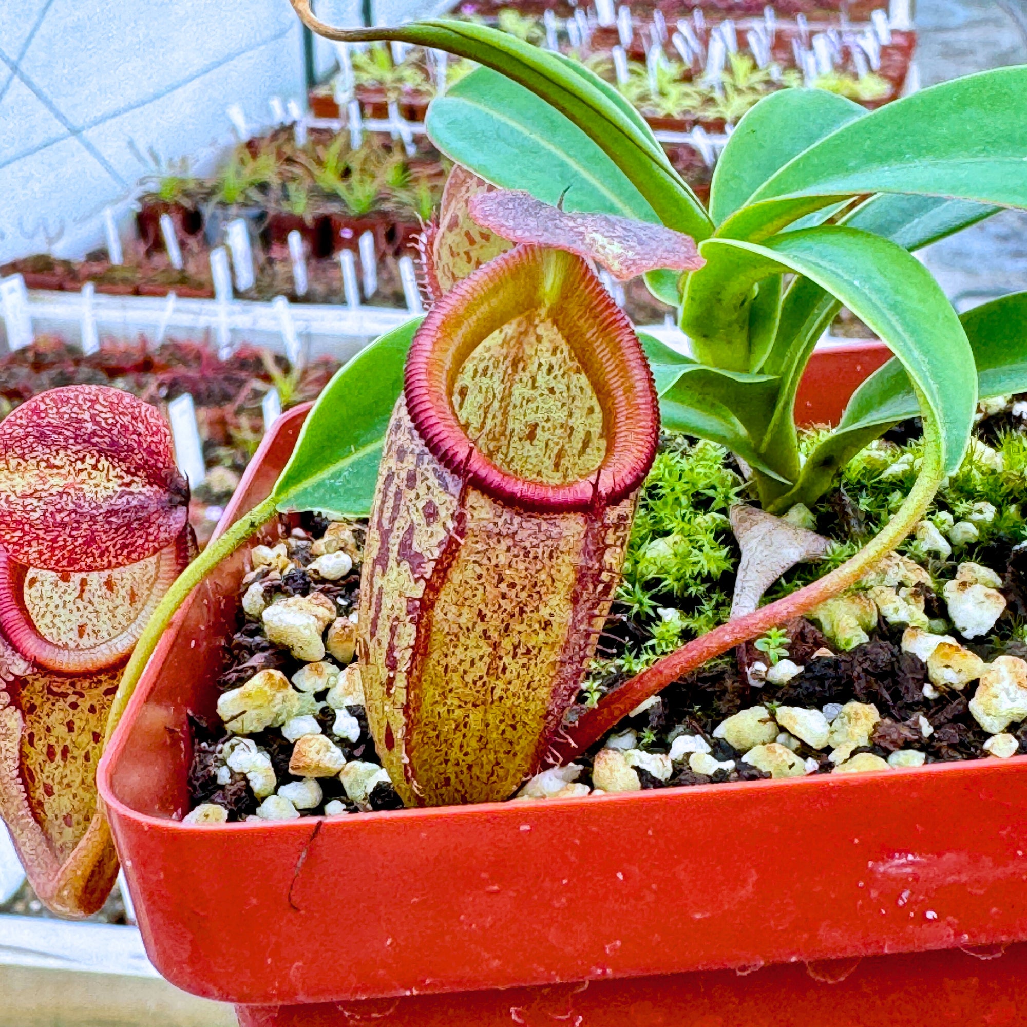 Tropical Pitcher, Nepenthes 'talangensis x sibuyanensis,' BE-3641 -   - Carnivorous Plant