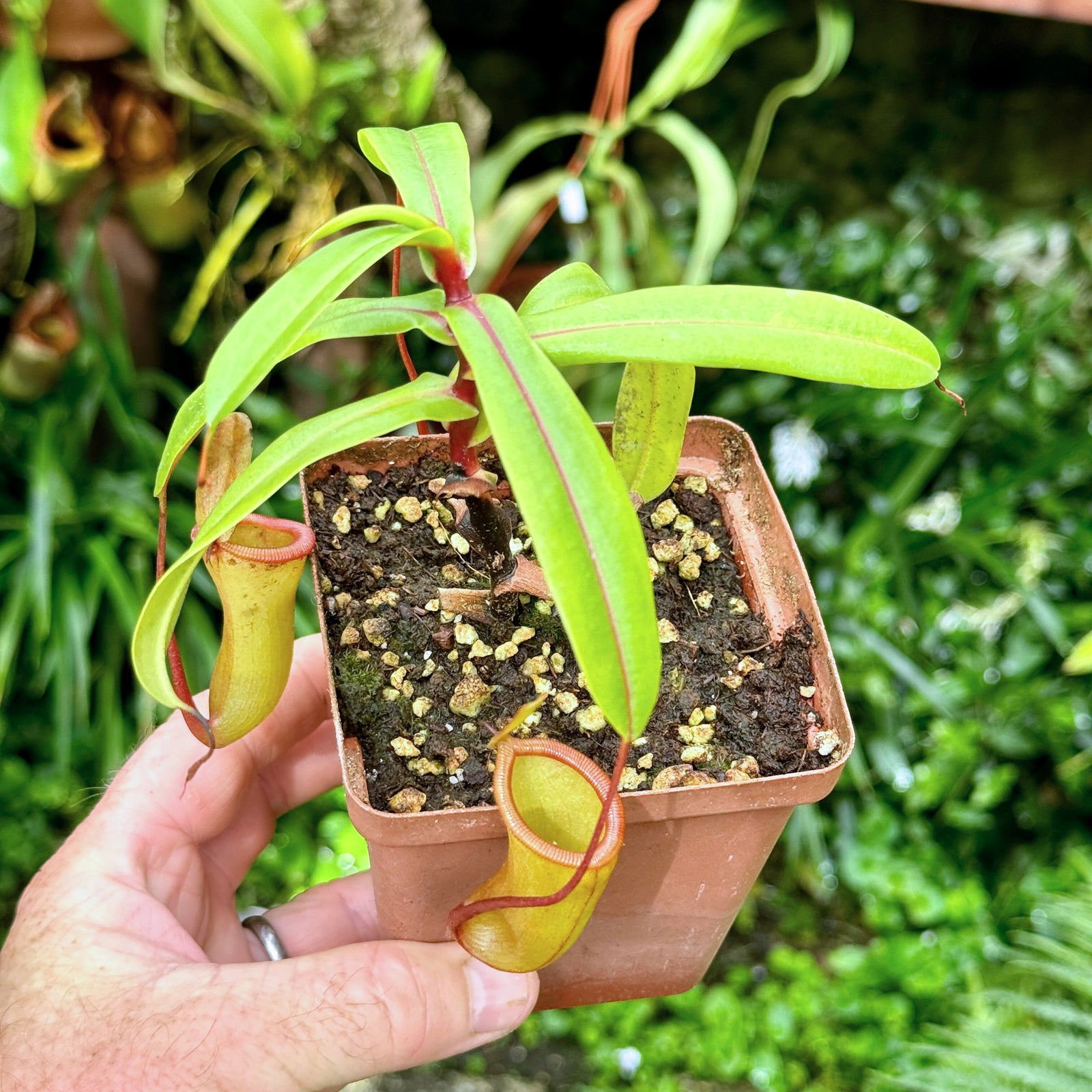 Tropical Pitcher, Nepenthes 'ventricosa x dubia,' BE-3742 -   - Carnivorous Plant