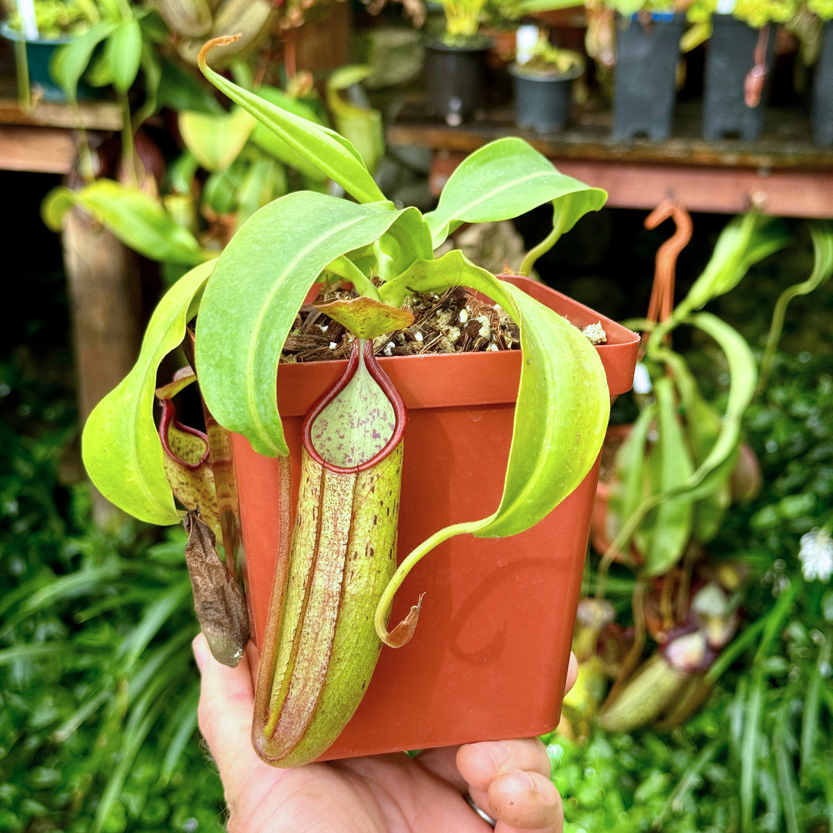 Tropical Pitcher, Nepenthes &#39;SP#1,&#39; BE-3172 -   - Carnivorous Plant